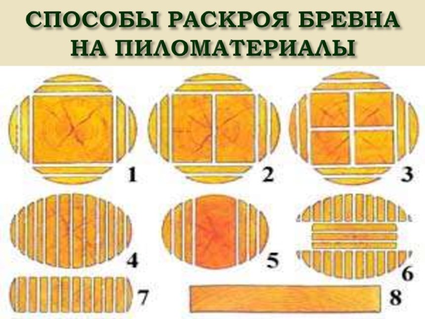 Строение древесины флоэма Ксилема