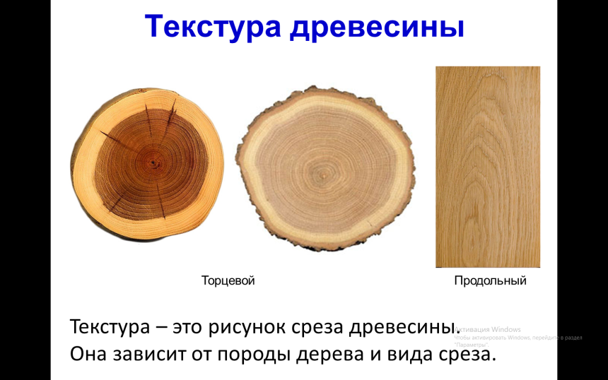 Макроскопическое строение древесины хвойных пород