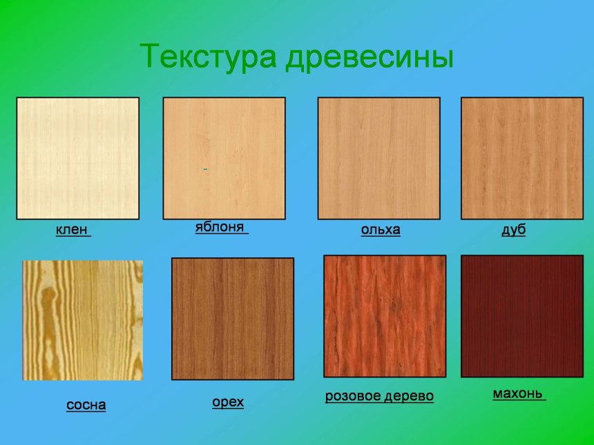 Строение дерева заболонь