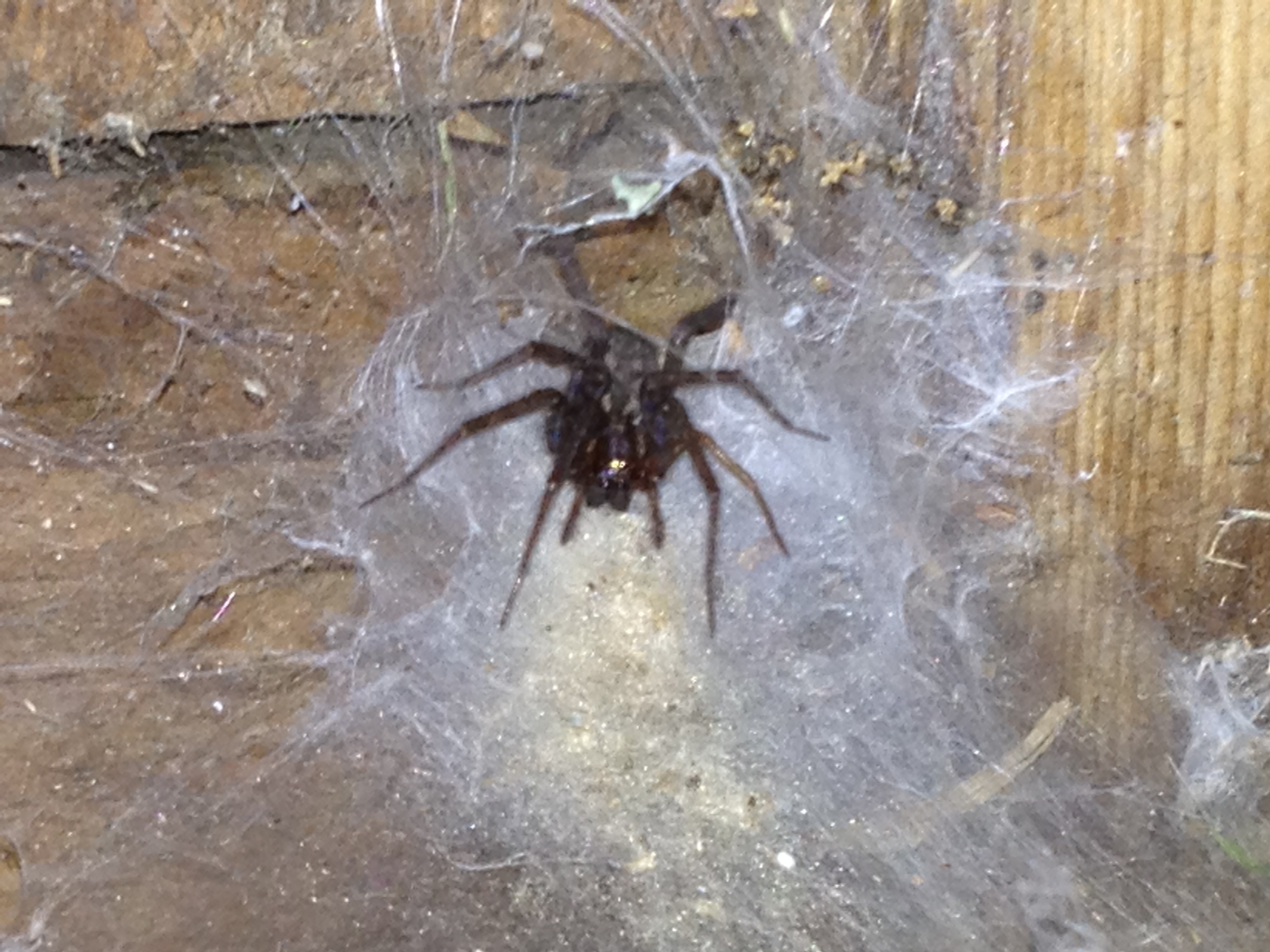 Большой домашний паук. Паук Araña araignee Ragno. Черный Домовой паук. Пауки в доме. Огромные домашние пауки.
