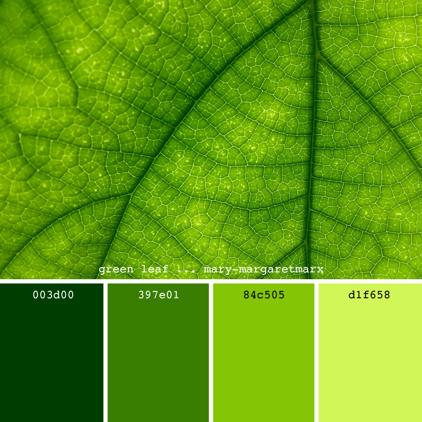 Градация зеленого цвета (57 фото)