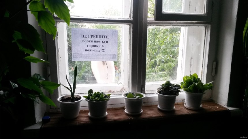 Растения на подоконнике в подъезде