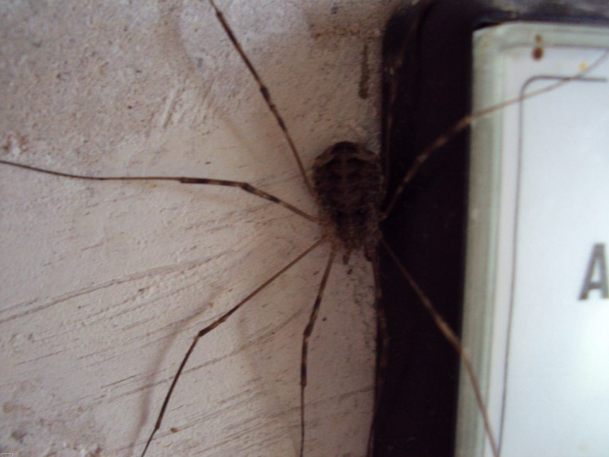 Чем опасны пауки в доме (60 фото)