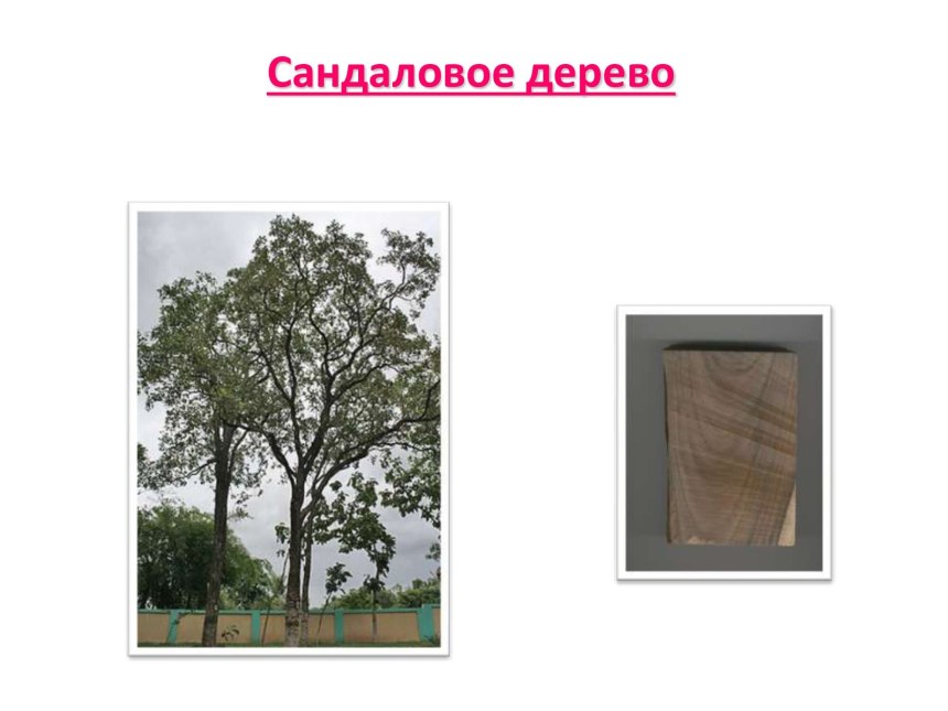 Сандаловое дерево цвет древесины